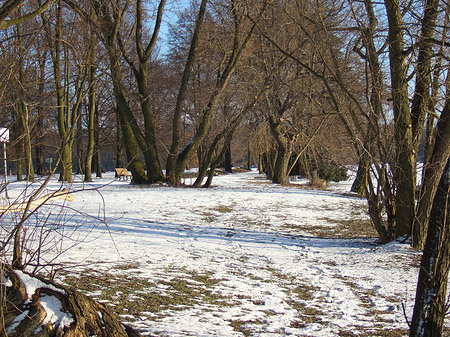 Fotos Eis im Wald | Berlin