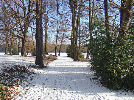 Wald mit Schnee Fotos