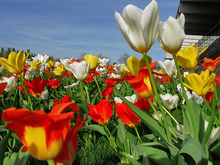 Fotos Bundesgartenschau