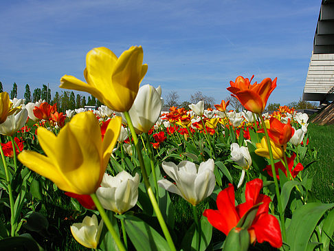 Foto Bundesgartenschau - Potsdam
