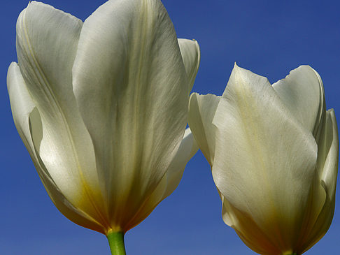 Foto Bundesgartenschau