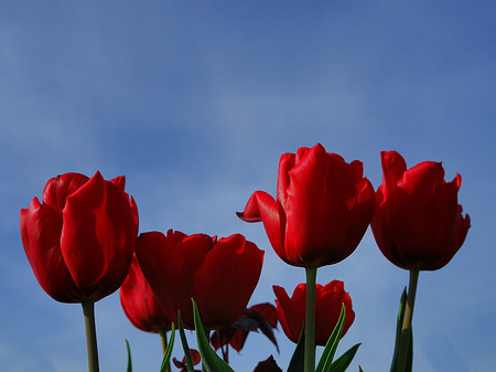Bundesgartenschau