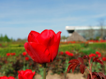 Foto Bundesgartenschau - Potsdam