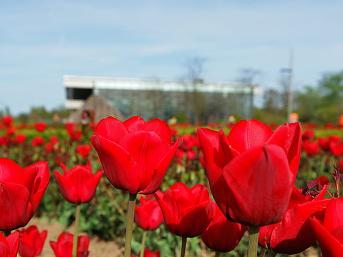 Fotos Bundesgartenschau | Potsdam