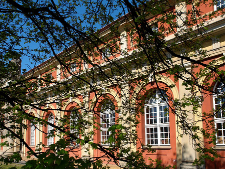 Foto Bäume am Filmmuseum - Potsdam