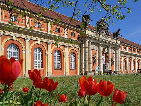 Foto Tulpen vor dem Filmmuseum