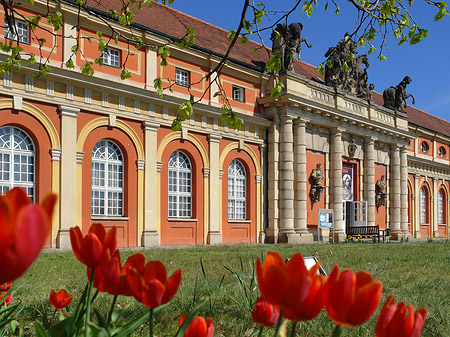 Foto Tulpen vor dem Filmmuseum - Potsdam