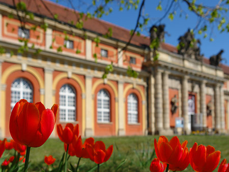 Tulpen vor dem Filmmuseum Fotos