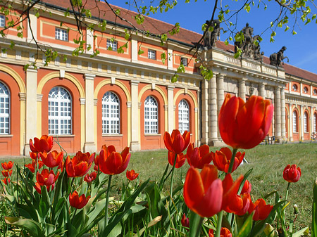 Fotos Tulpen vor dem Filmmuseum