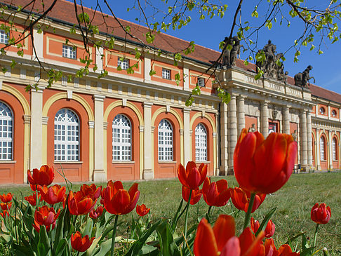 Foto Tulpen vor dem Filmmuseum