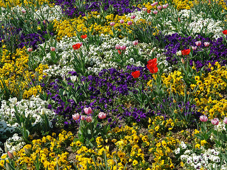 Blumen Foto 
