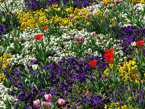 Fotos Blumen