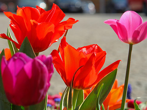 Blumen Fotos