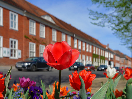 Foto Blumen