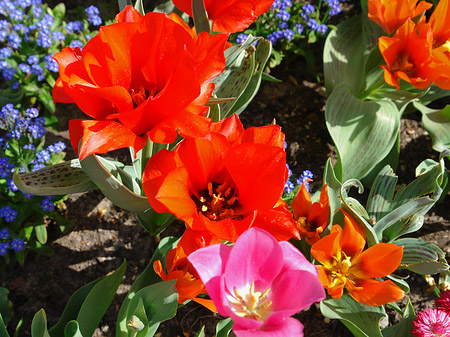 Blumen Fotos