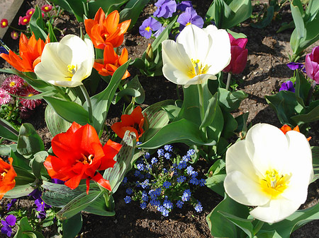 Foto Blumen - Potsdam