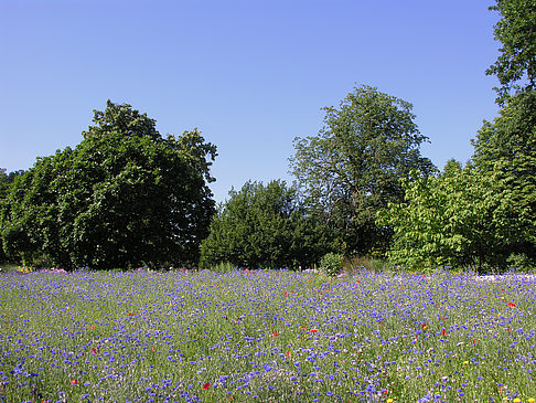 Foto Planten un Blomen - Gärten