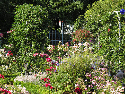 Fotos Planten un Blomen - Rosengarten | Hamburg