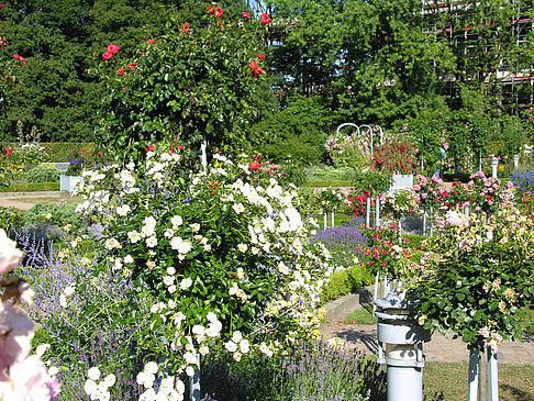 Planten un Blomen - Rosengarten