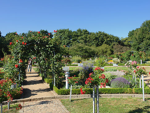 Foto Planten un Blomen - Rosengarten - Hamburg
