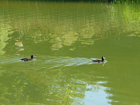 Fotos Planten un Blomen - Wiese am Parksee