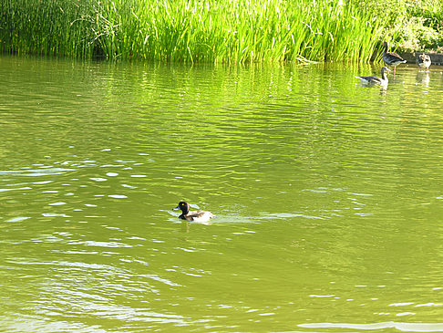Planten un Blomen - Wiese am Parksee Fotos
