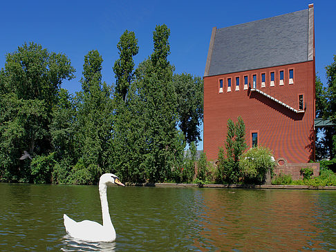 Foto Schwan vor dem Neuen Portikus