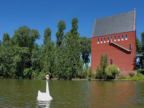 Foto Schwan vor dem Neuen Portikus