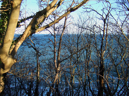 Ostsee zwischen Bäumen
